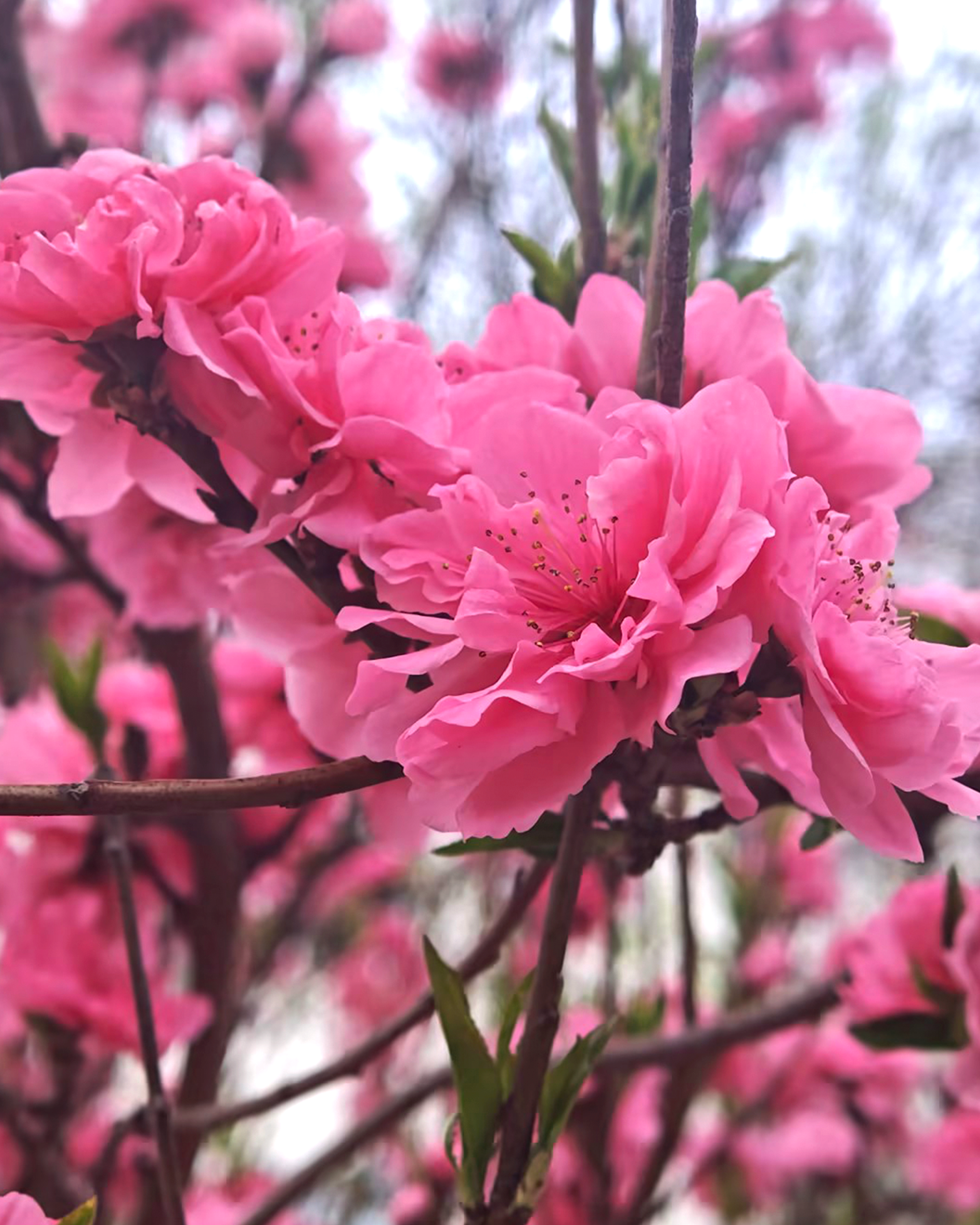 ks��ʱ��վ��(�й���)�ٷ���վ